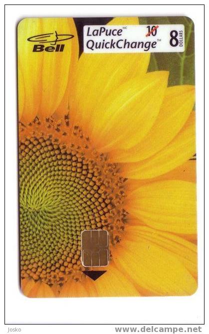 SUNFLOWER ( Canada )  Tournesol - Soleil - Girasol - Girasole - Sonnenblume - Sunflowers - Tournesols - Kanada