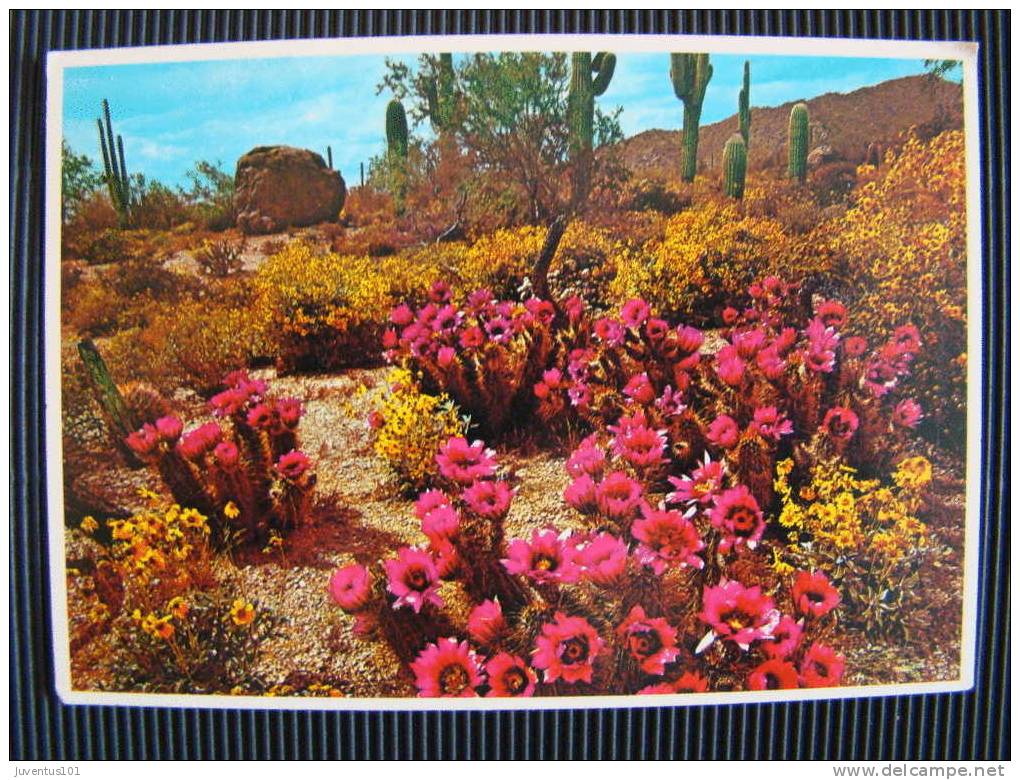 CPSM ETATS UNIS-Spring In The Hearts Of Desertland-Arizona - Otros & Sin Clasificación