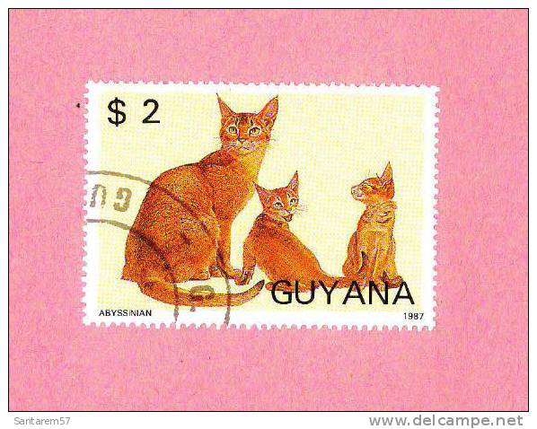 Timbre Oblitéré Used Stamp Selo Carimbado Chat Cat Gato ABYSSINIAN $ 2 GUYANA 1987 - Guyane (1966-...)