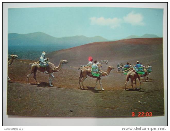 1489   LANZAROTE  MONTAÑA DE FUEGO CAMELLOS CAMEL CANARIAS CANARY ISLANDS AÑOS 1970  MIRA OTRAS SIMILARES EN MI TIENDA - Lanzarote