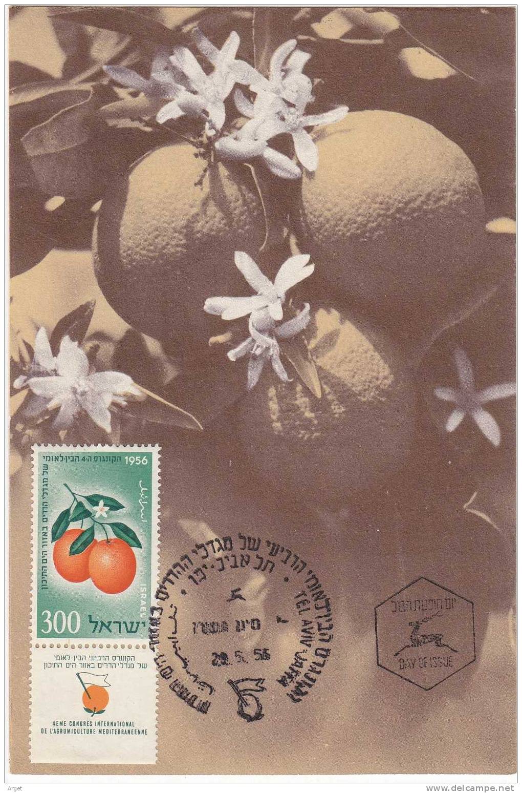 Carte Maximum ISRAEL N° Yvert 112 (Oranges) Obl Ill 1er Jour - Maximum Cards