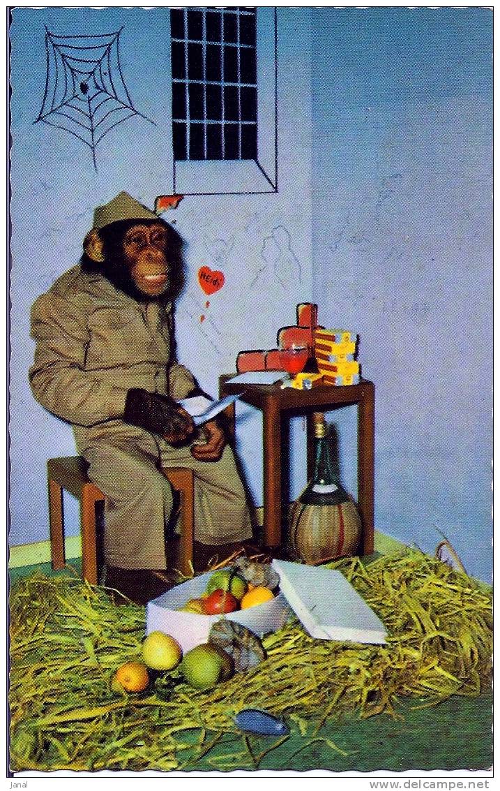 - C.P.S.M. -   SINGES - CHIMPANZE - CHIMPANZE PREPARANT LA SALADE DE FRUITS - - Singes