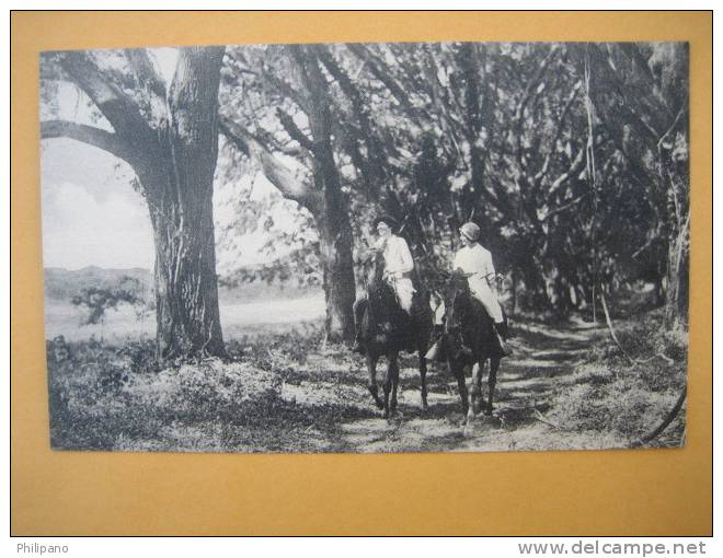 Saint Simons Island Ga    Lovers Retreat   Riding Horses - Sonstige & Ohne Zuordnung