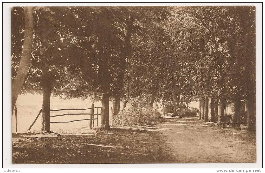 Evry (91) : Allée Des Marronniers Près De ND De Sion à Grandbourg Environ 1930. - Evry