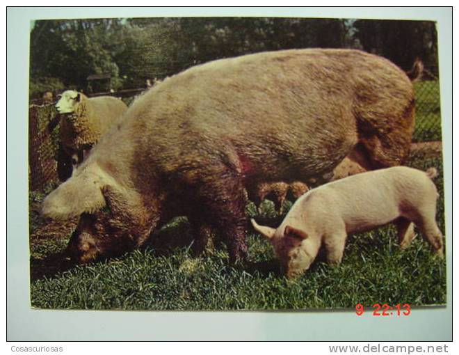 1563 PIG CERDO COCHON PORC SCHWEIN    POSTCARD   YEARS  1960  OTHERS IN MY STORE - Pigs