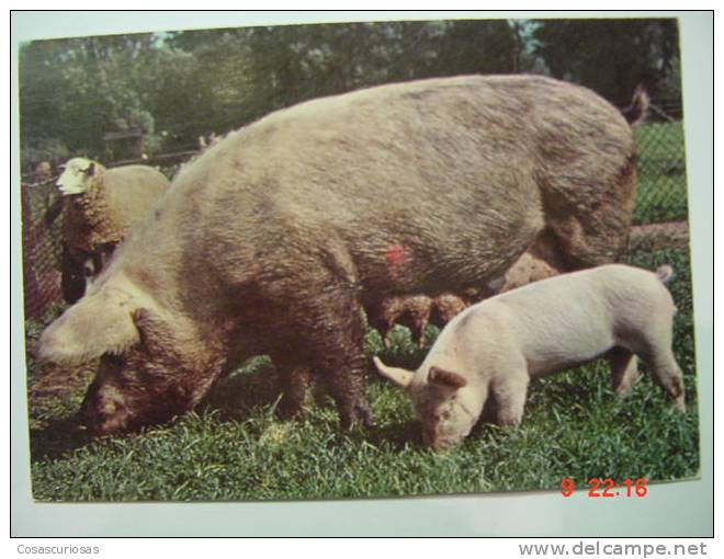 1574 PIG CERDO COCHON PORC SCHWEIN    POSTCARD   YEARS  1960  OTHERS IN MY STORE - Schweine