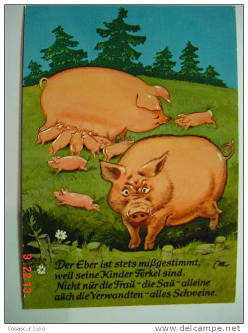 1558  PIG CERDO COCHON PORC SCHWEIN    POSTCARD   YEARS  1960  OTHERS IN MY STORE - Pigs