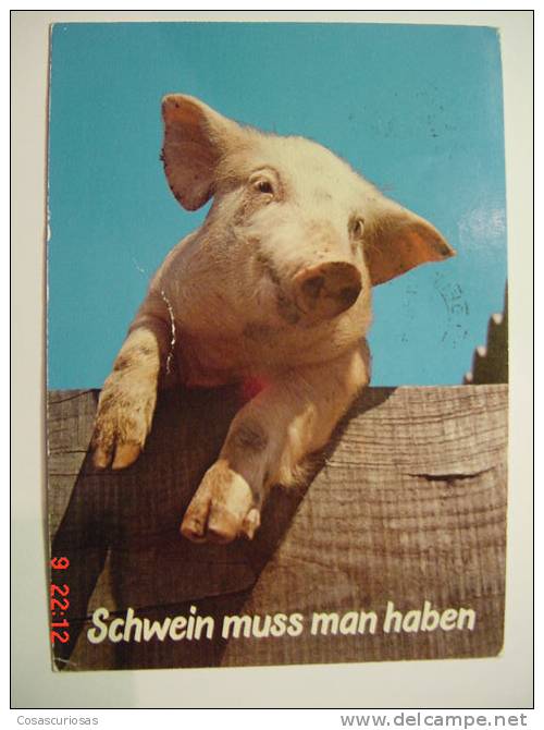 1551  SWITZERLAND SUISSE PIG CERDO PORC COCHON SCHWEIN  GERMANY POSTCARD YEAR 1970 OTHERS IN MY STORE - Pigs