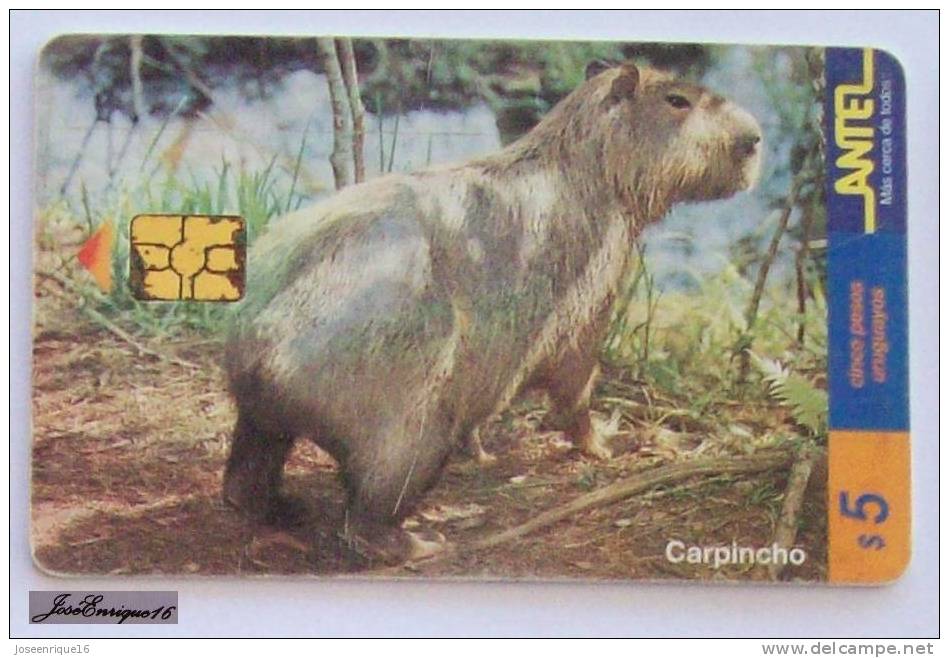 TC 90a HYDROCHOERUS HYDROCHAERIN - CARPINCHO - URUGUAY ANTEL - Capybara - Uruguay