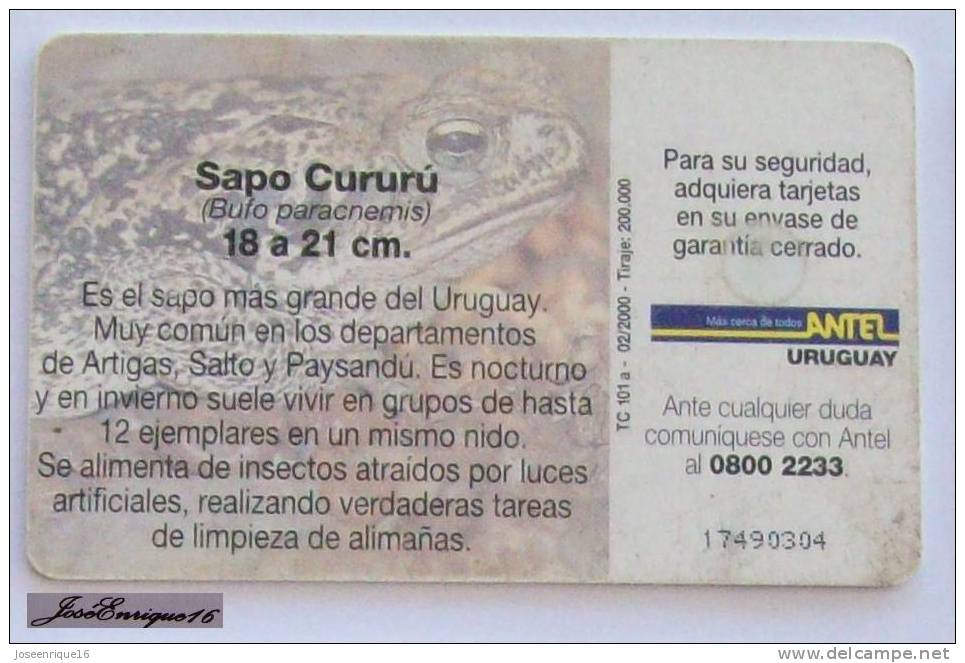 TC 101a SAPO CURURU, BUFO PARACNEMIS, ANTEL, URUGUAY. - Uruguay