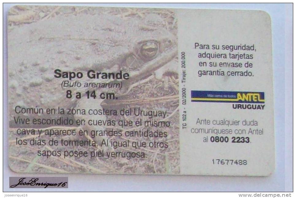 TC 102a SAPO GRANDE, BUFO ARENARUM, URUGUAY, ANTEL. - Uruguay