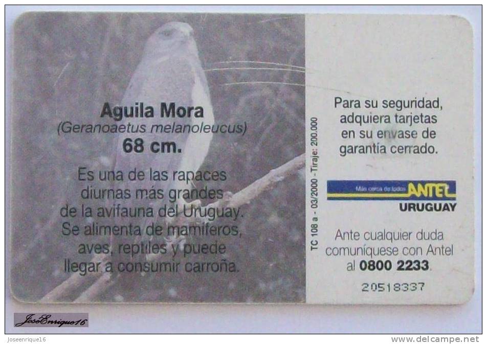 TC 108a AGUILA MORA, GERANOAETUS MELANOLEUCUS. URUGUAY, ANTEL. - Eagle - Aigle - Uruguay