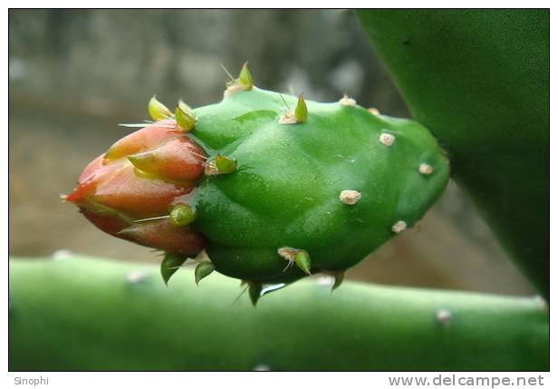 H-C-1 ^^  Cacti , Cacutusses , ( Postal Stationery , Articles Postaux ) - Cactus