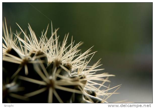 H-C-3 ^^  Cacti , Cacutusses  ,  ( Postal Stationery , Articles Postaux ) - Cactus