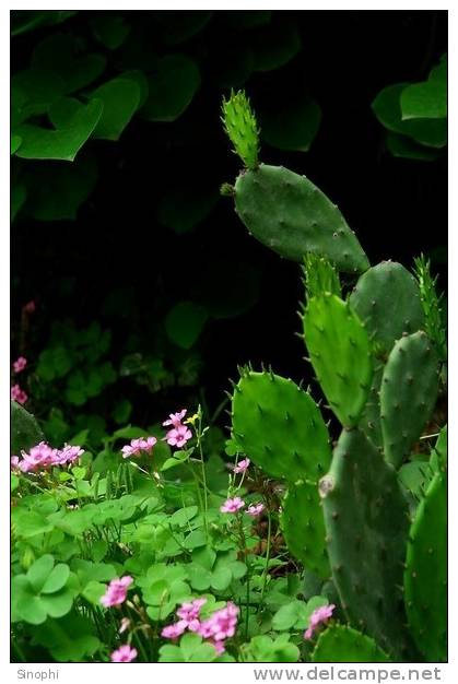 H-C-7 ^^  Cacti , Cacutusses  ,  ( Postal Stationery , Articles Postaux ) - Cactus