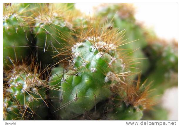 H-C-18  ^^  Cacti , Cacutusses  ,  ( Postal Stationery , Articles Postaux ) - Cactus