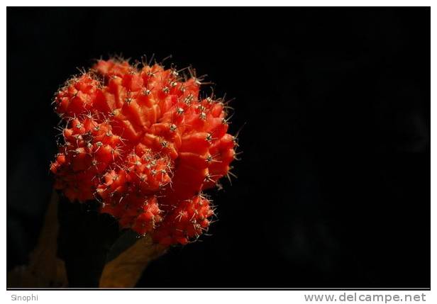 H-C-21  ^^  Cacti , Cacutusses  ,  ( Postal Stationery , Articles Postaux ) - Cactus