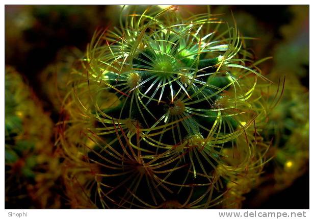 H-C-26  ^^  Cacti , Cacutusses  ,  ( Postal Stationery , Articles Postaux ) - Cactus