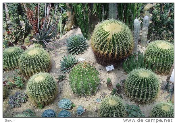 H-C-32  ^^  Cacti , Cacutusses  ,  ( Postal Stationery , Articles Postaux ) - Cactus