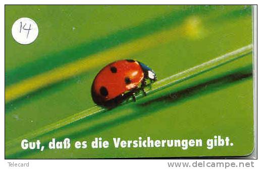 Ladybird Coccinelle Lieveheersbeestje Insect (14) - Lieveheersbeestjes