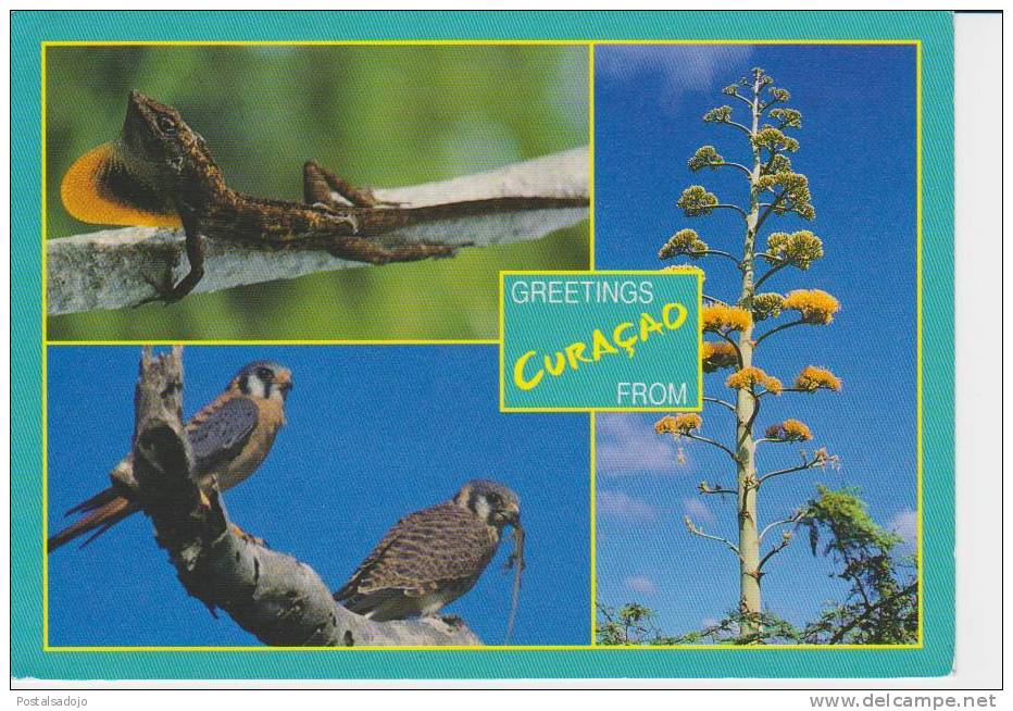 (CUR139) CURAÇAO-. NETHERLANDS ANTILLES . FAUNE & FLORA. BIRDS. OISEAUX - Curaçao