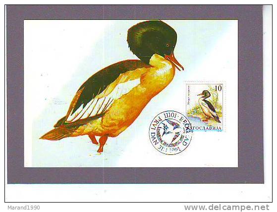 CARTE MAXIMUM, OISEAUX, BIRDS, YUGOSLAVIA, ANAS CLYPEATA - Anatre