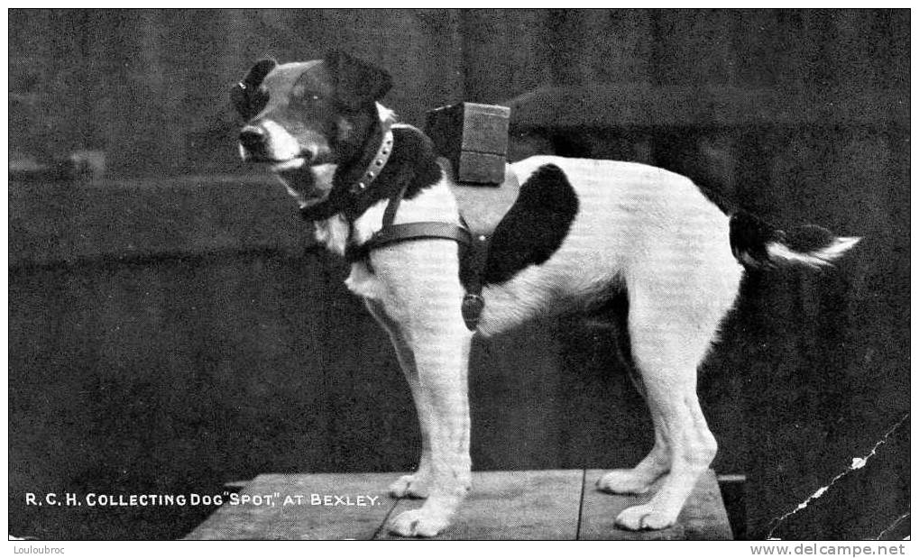 CHIEN R.C.H. COLLECTING DOG "SPOT" AT BEXLEY - Honden