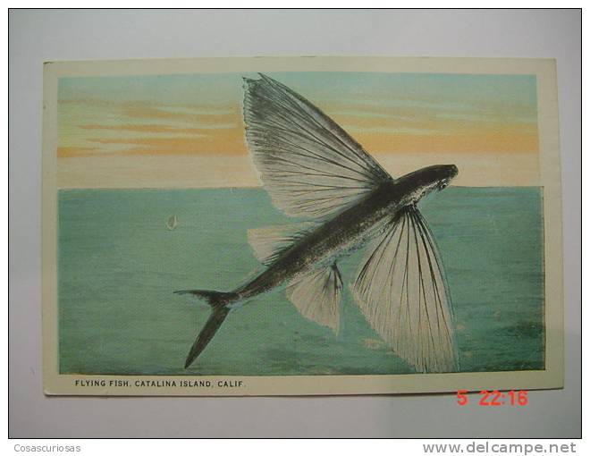 1341 FISH FLYING CATALINA ISLAND CALIFORNIA USA ANIMAL   POSTCARD YEARS 1920 OTHERS IN MY STORE - Fish & Shellfish