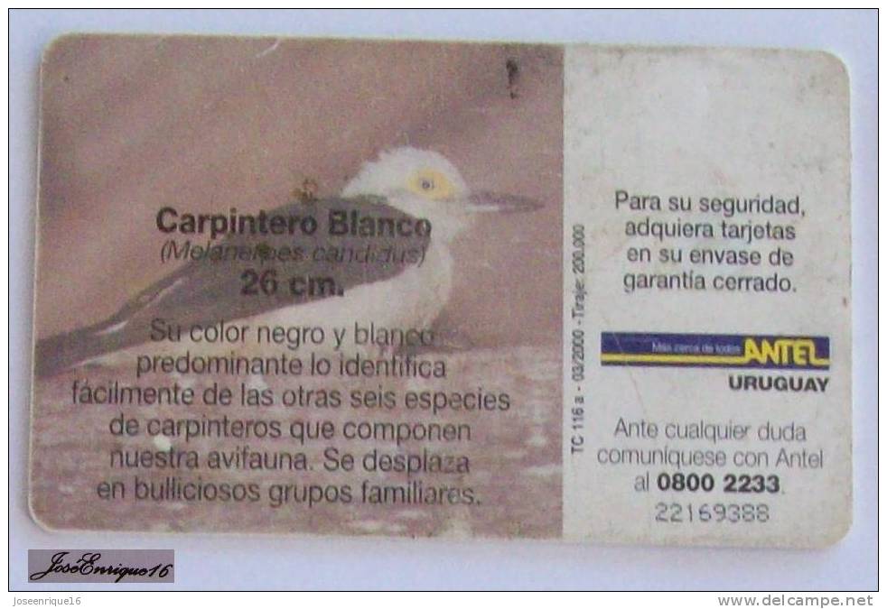 TC 116a PAJARO CARPINTERO BLANCO, MELANEMES CANDIDUS, URUGUAY, ANTEL.- Pivert - Woodpecker - Uruguay
