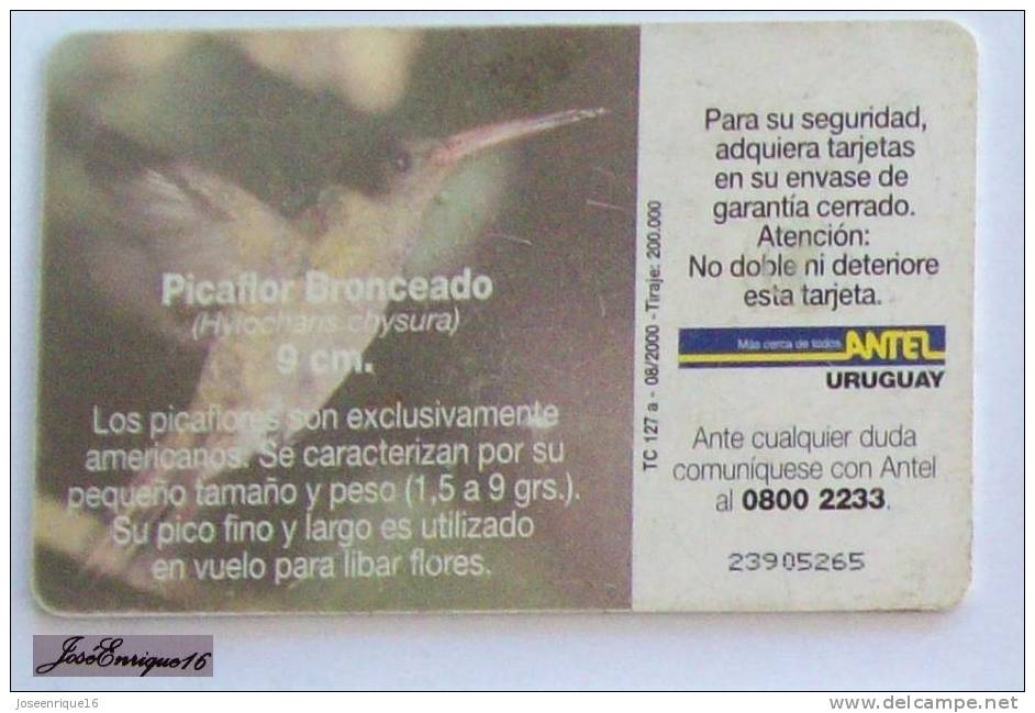 TC 127a PICAFLOR BRONCEADO, CHYSURA. ANTEL URUGUAY - HUMMINGBIRD - Uruguay