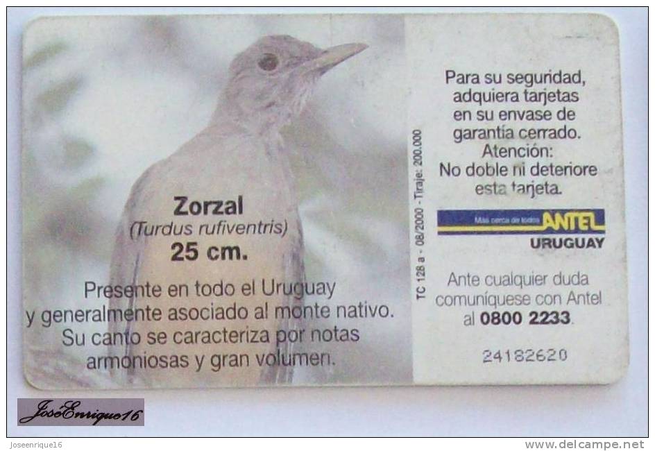 TC 128a ZORZAL, TURDUS RUFIVENTRIS. ANTEL,URUGUAY -  MUGUET - THRUSH - Uruguay