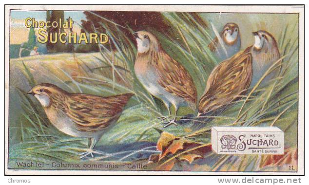 Chromo Suchard, Image 182/11, Poule: Caille - Suchard