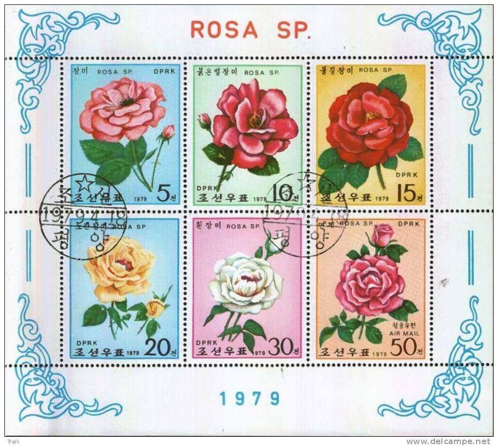 ROSA SP. - Roses