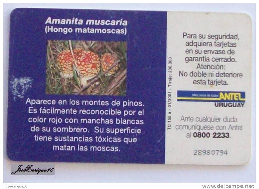 TC 155a HONGO MATAMOSCAS, AMANITA MUSCARIA. Fungus. URUGUAY, ANTEL. - Uruguay