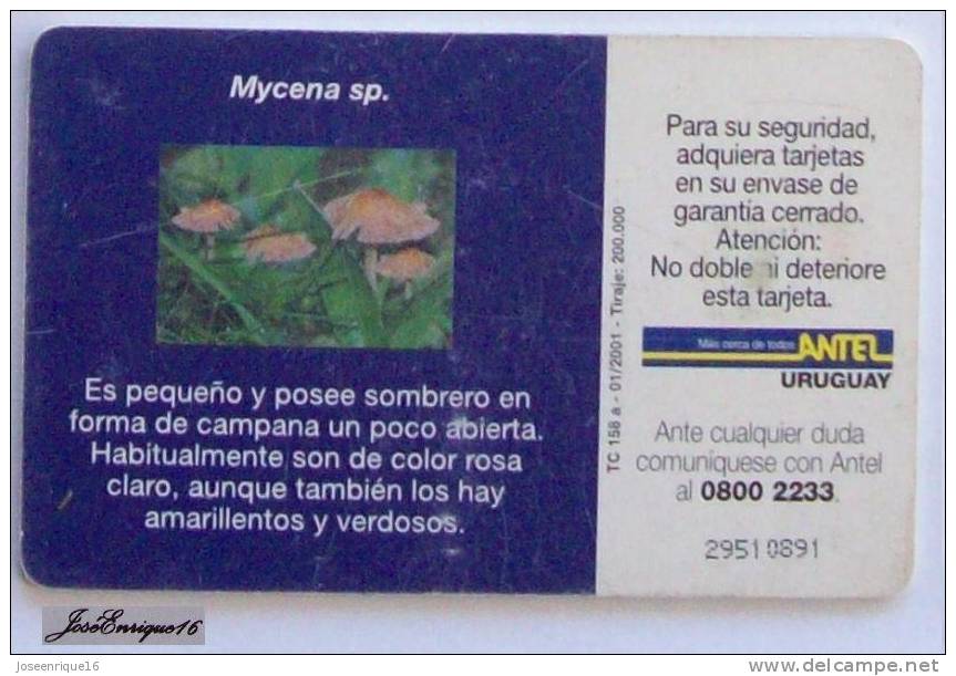 TC 158a HONGO MYCENA SP. FUNGUS, URUGUAY. ANTEL. - Uruguay