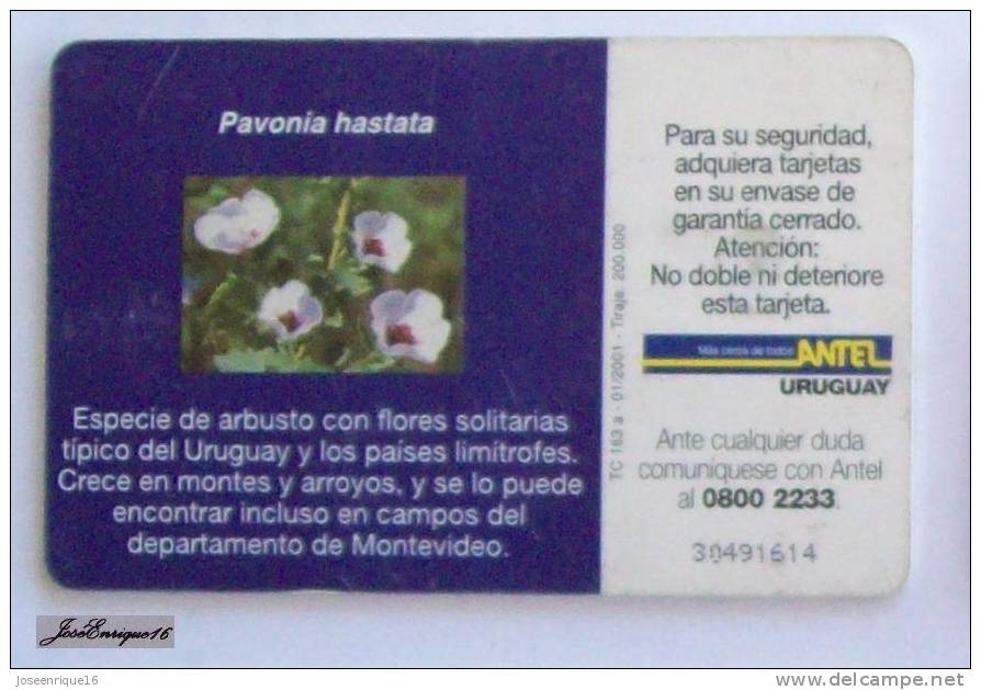 TC 163a PAVONIA HASTATA - ARBUSTO CON FLORES. ANTEL URUGUAY - BUSH WITH FLOWERS - BUSH Avec Des Fleurs - Uruguay