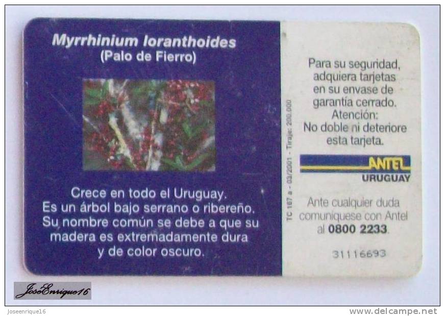 TC 167a PALO DE FIERRO, MYRRHINIUM LORANTHOIDES. ARBOL - TREE - ARBRE - ANTEL, URUGUAY - Uruguay