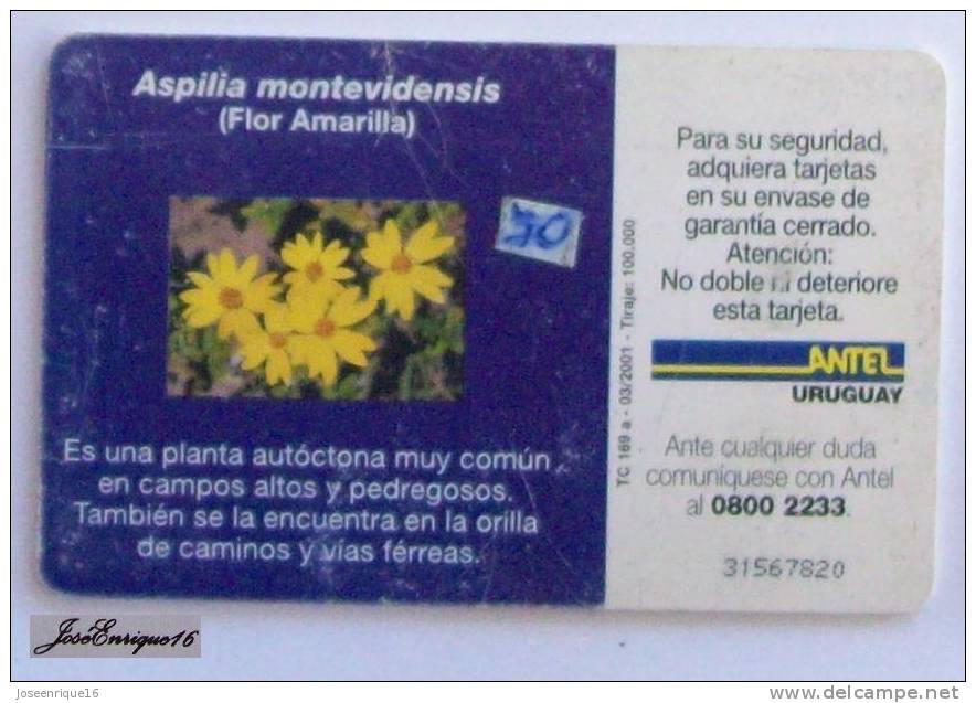 TC 169a FLOR AMARILLA, Fleur Jaune, YELLOW FLOWER - ANTEL URUGUAY. ASPILIA MONTEVIDENSIS - Uruguay