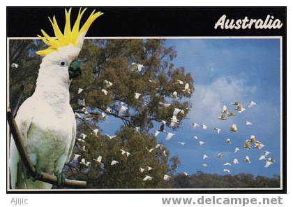 Australie. Sulphur Crested Cockatoo  Carte Neuve - Oiseaux