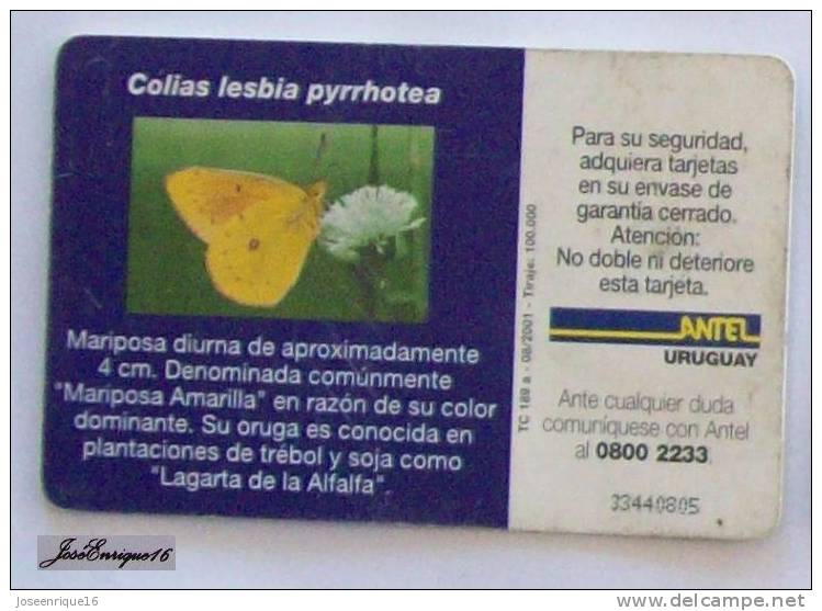 TC 189a MARIPOSA, Butterfly, COLIAS LESBIA PYRRHOTEA, URUGUAY, ANTEL - Uruguay