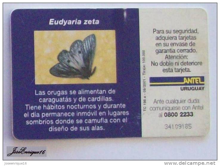 TC 196a MARIPOSA, Butterfly, EUDYARIA ZETA, URUGUAY, ANTEL - Uruguay