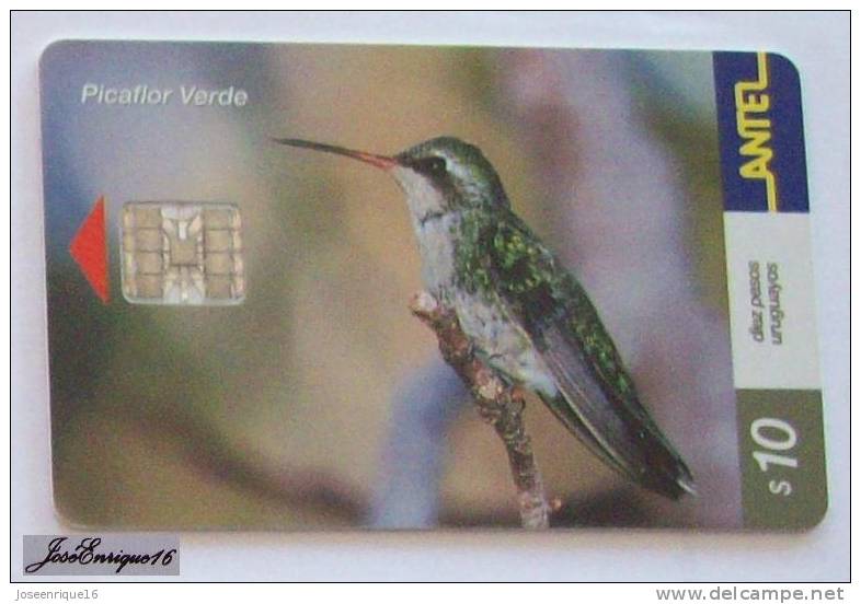 TC 204a PAJARO PICAFLOR VERDE, URUGUAY, ANTEL. HUMMINGBIRD VERT, GREEN. - Uruguay