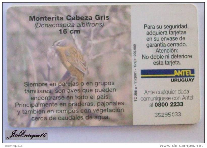 TC 206a MONTERITA CABEZA GRIS, DONACOSPIZA ALBIFRONS. ANTEL, URUGUAY. - Uruguay