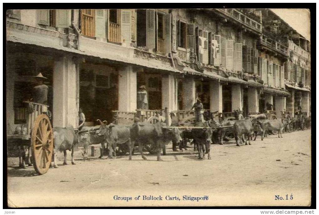 Cpa Singapour Groups Of Bullock Carts Singapore  A40 - Singapour