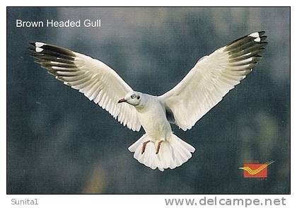 Brown Headed Gull,. Bird, Picture Postcard, India - Meeuwen