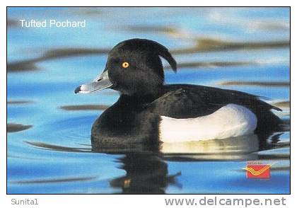 Tufted Pochard,  Water Bird, Picture Postcard, India - Eenden