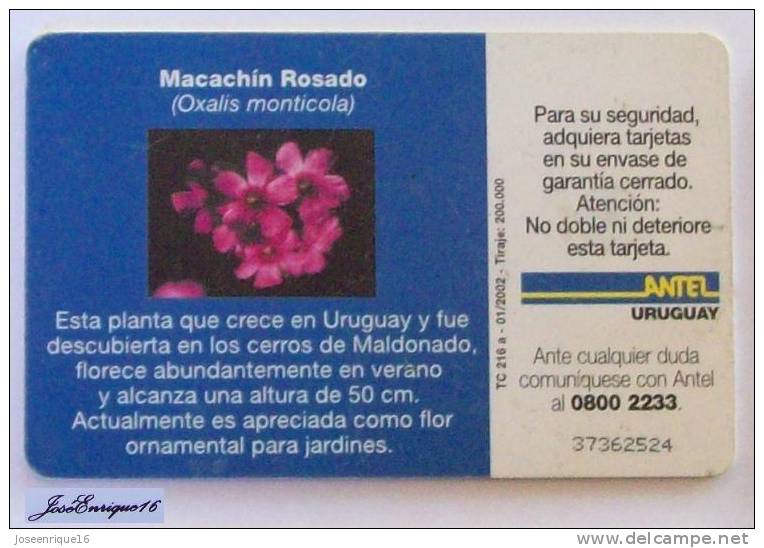 TC 216a MACACHIN ROSADO, OXALIS MONTICOLA. URUGUAY, ANTEL - Uruguay