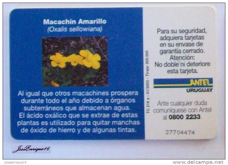 TC 219a MACACHIN AMARILLO. OXALIS SELLOWIANA. YELLOW. URUGUAY, ANTEL. - Uruguay