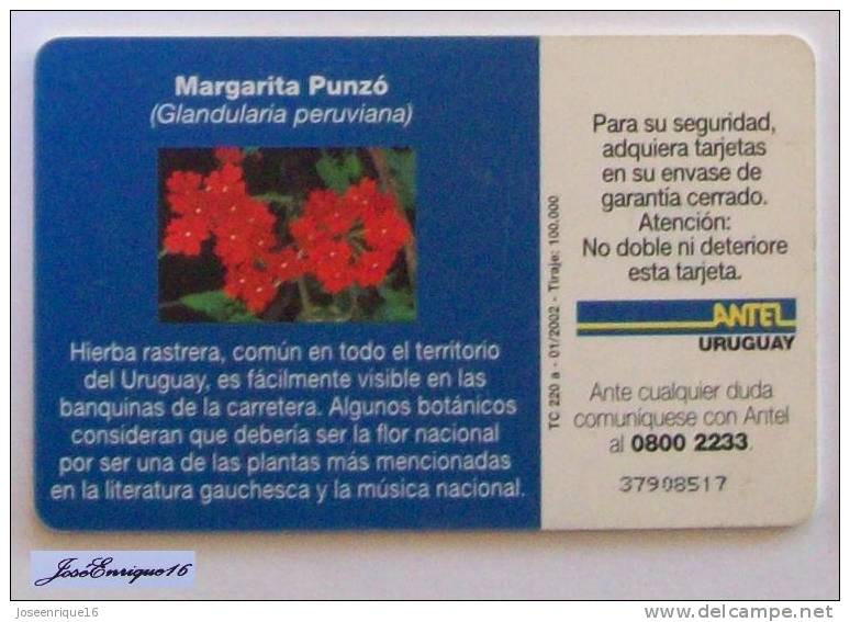 TC 220a MARGARITA PUNZÓ. GLANDULARIA PERUVIANA. ANTEL, URUGUAY. - Uruguay