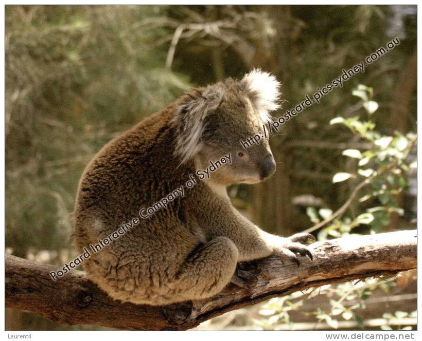 Australian Animal - Koala Bear - Animal D´Australie - Bears